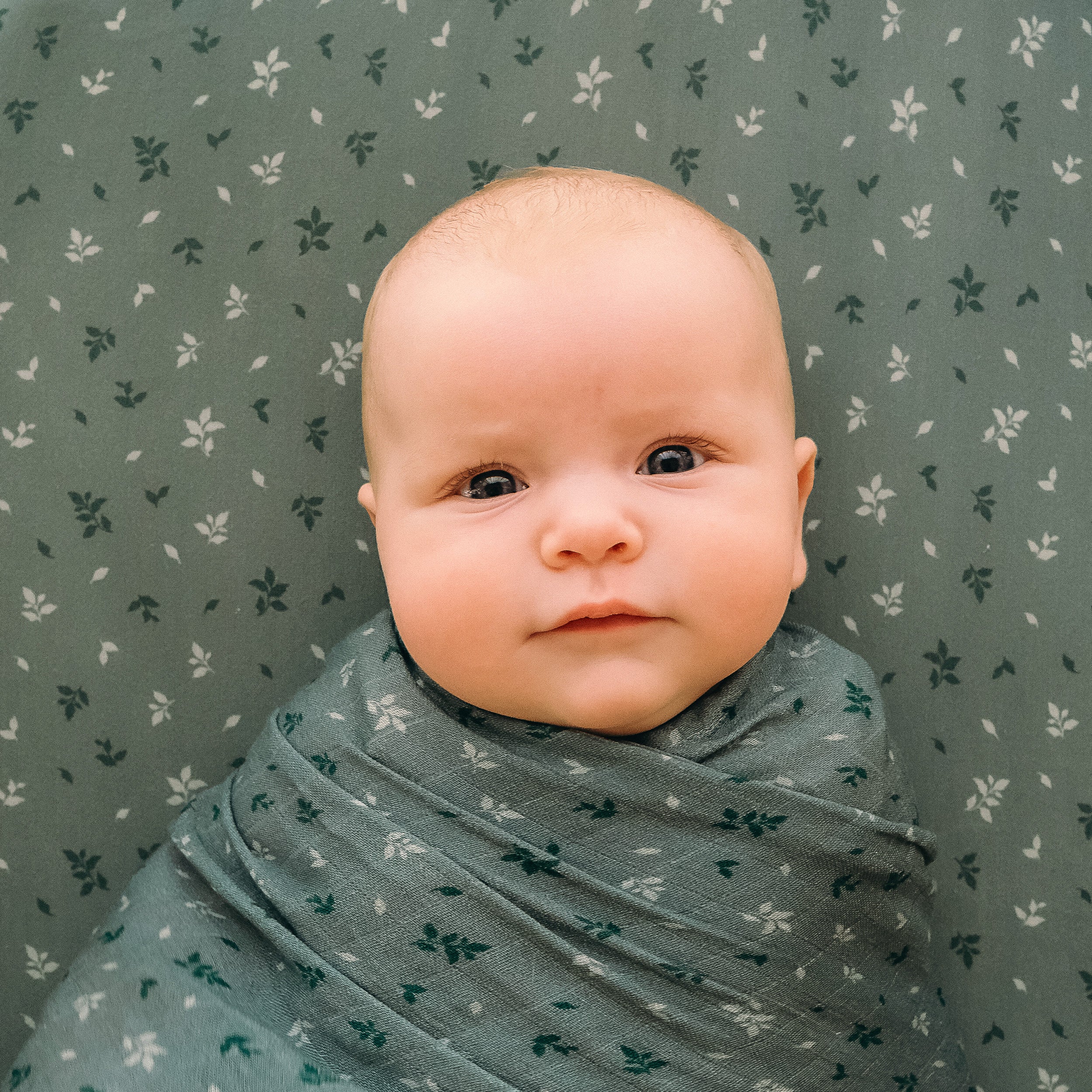 Pine Organic Fitted Bassinet Sheet/Change Pad Cover