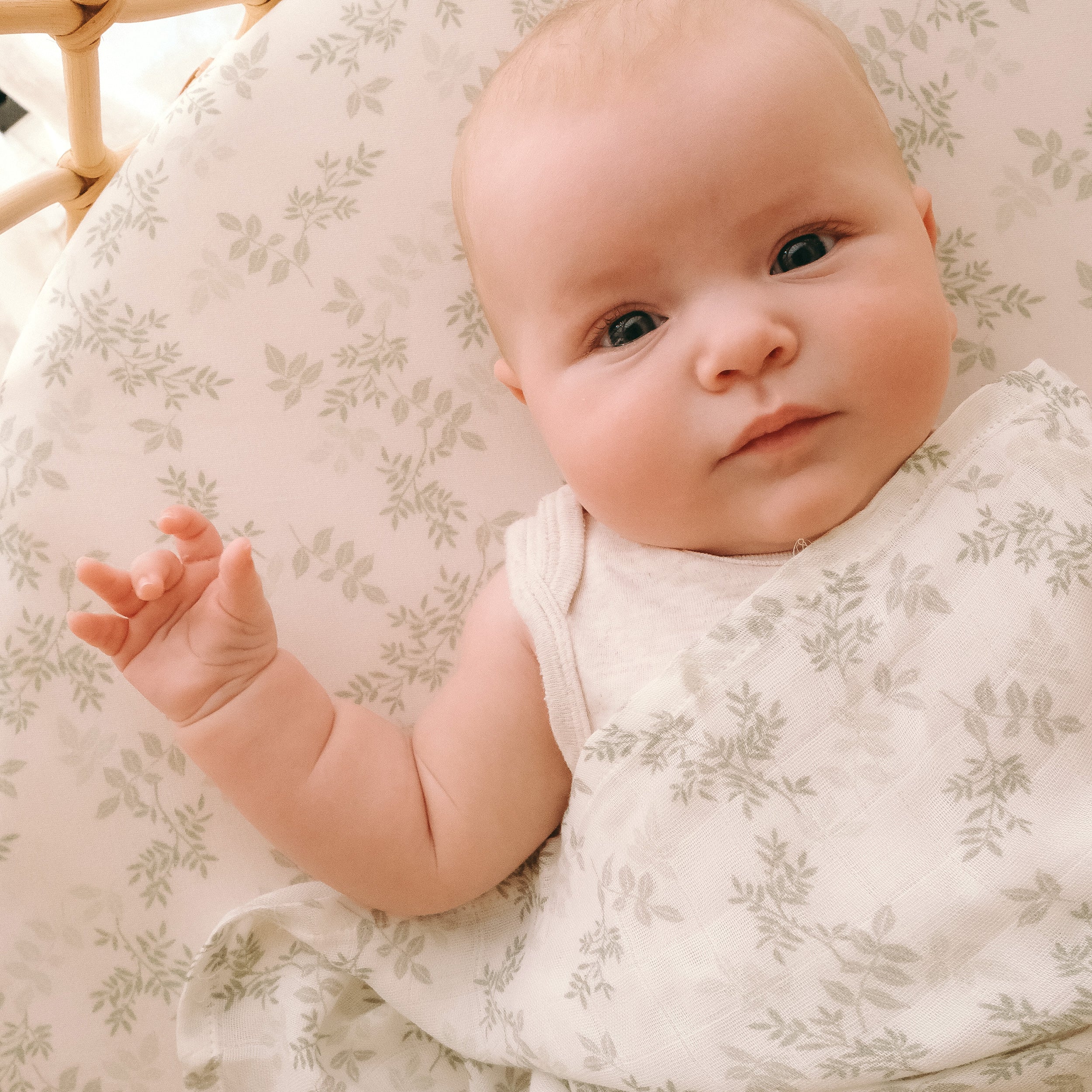 Cypress Organic Fitted Bassinet Sheet/Change Pad Cover