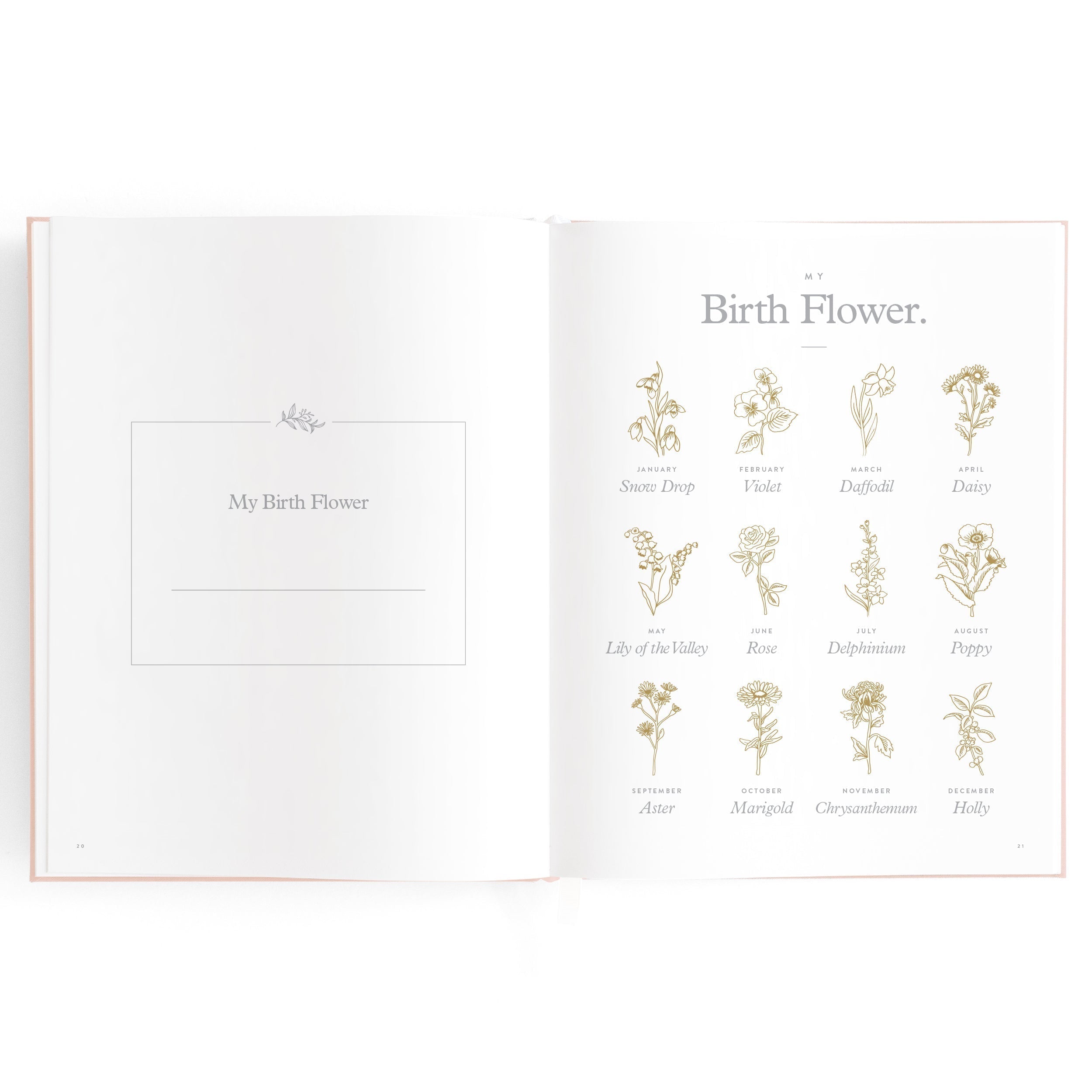 FJ032-BabyBookRose-12_4933344d-c166-4705-87b8-0a4faac0353f.jpg
